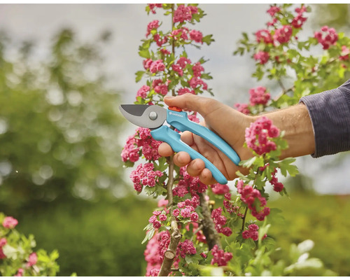 Sécateur en cours d''utilisation sur un arbuste en fleurs