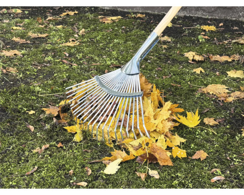 Râteau à feuilles en métal avec manche en bois ramassant les feuilles d''automne sur la pelouse