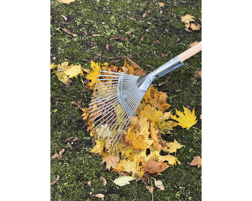 Les feuilles sont ratissées avec un râteau en métal et en bois sur une pelouse.