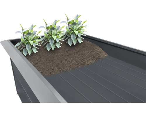 Jardinière surélevée avec plantes et terre