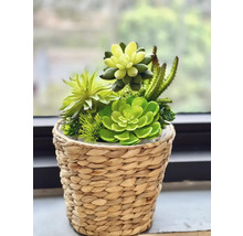 Arrangement de plantes succulentes dans un panier tressé