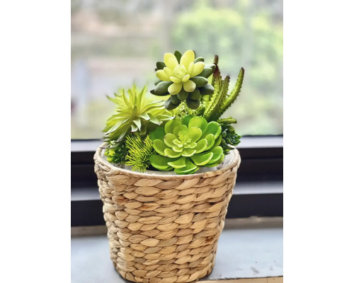 Arrangement de plantes succulentes dans un panier tressé