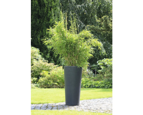 Bambou dans un pot de fleurs pour le jardin