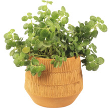 Plectranthus im Terrakottatopf