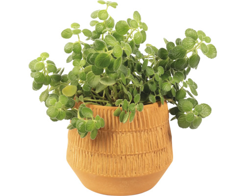 Plectranthus im Terrakottatopf