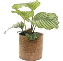 Calathea Zimmerpflanze in einem Keramiktopf