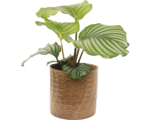 Calathea Zimmerpflanze in einem Keramiktopf