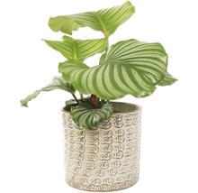Calathea Zimmerpflanze in einem Dekorationstopf