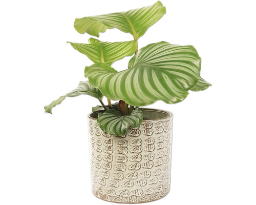 Calathea Zimmerpflanze in einem Dekorationstopf
