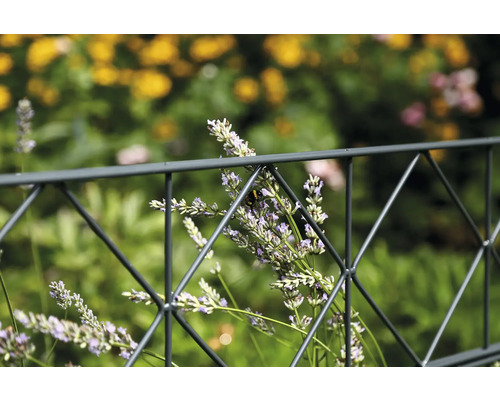 Clôture métallique avec fleurs de lavande dans le jardin