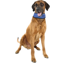 Hund mit Kühlband