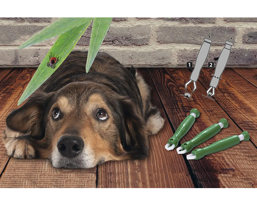 Hund liegt traurig auf dem Boden neben Zeckenpinzetten und einer Zecke auf einem Blatt