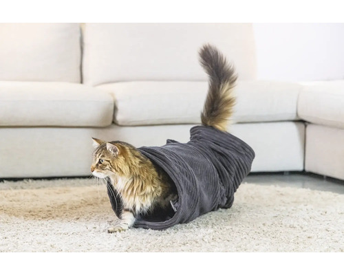 Chat dans un tunnel pour chat sur un tapis devant un canapé