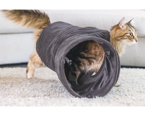 Chat jouant dans un tunnel pour chat
