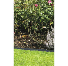 Jardin avec roses et pelouse