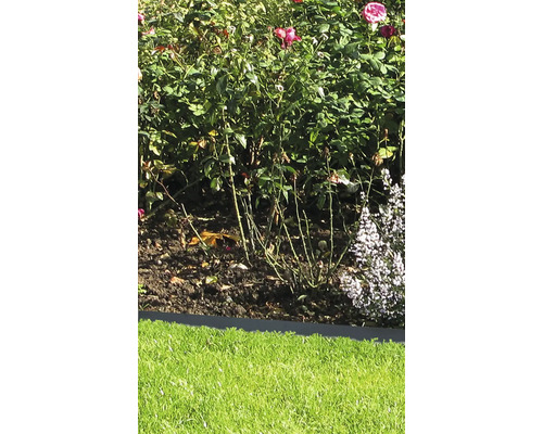 Jardin avec roses et pelouse