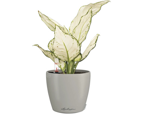 Plante Dieffenbachia dans un pot de fleurs Lechuza gris avec indicateur de niveau d''eau