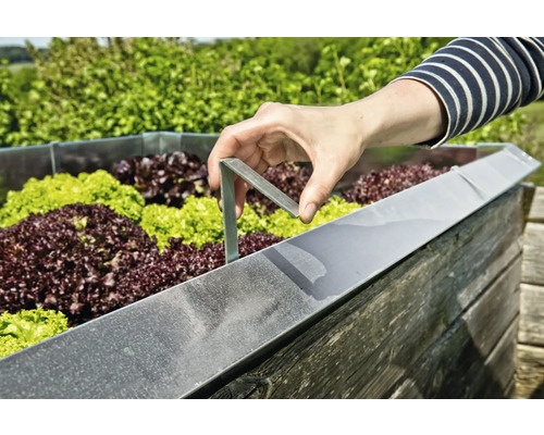 Hochbeet mit Salat und einer Person, die eine Halterung anbringt