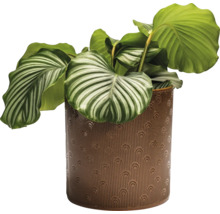 Plante d''intérieur Calathea dans un pot décoratif