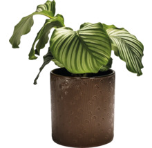 Calathea plante d''intérieur dans un pot