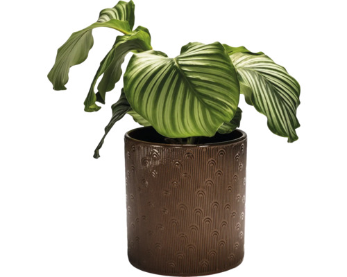 Calathea plante d''intérieur dans un pot