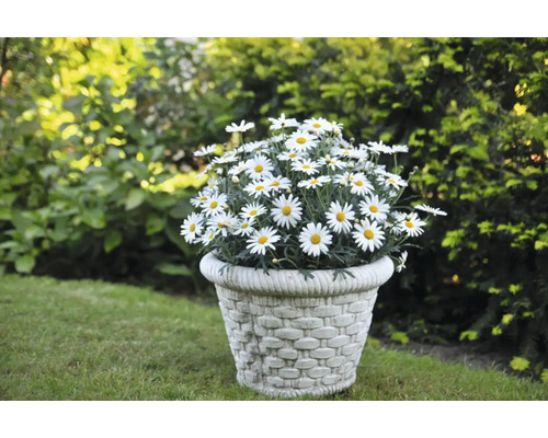 Pot de fleurs avec des marguerites dans le jardin
