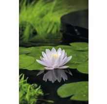 Seerose auf einem Teich mit Seerosenblättern