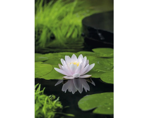 Seerose auf einem Teich mit Seerosenblättern