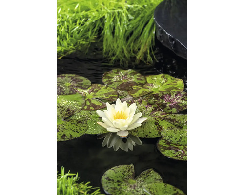 Teich mit Seerosenblüte und Seerosenblättern