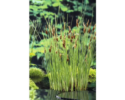 Rohrkolbenpflanze im Gartenteich