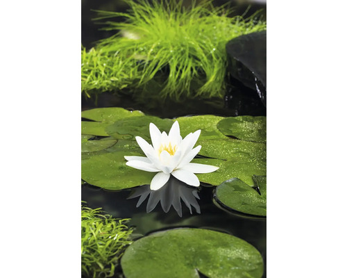 Teichszene mit Seerose, Seerosenblättern und Wasserpflanzen