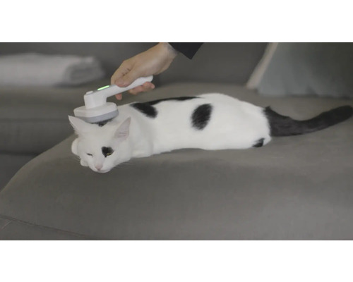 Katze wird mit Massagegerät massiert