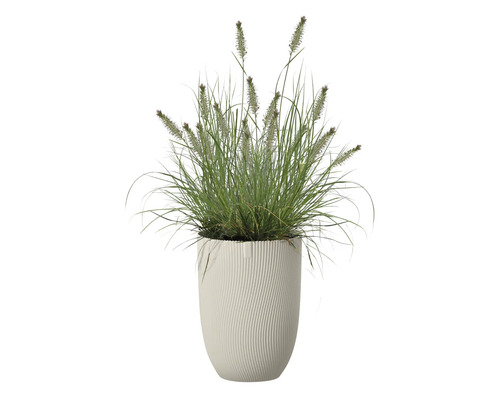 Grasbusch in einem Pflanzgefäss