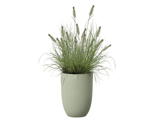 Herbe ornementale en pot