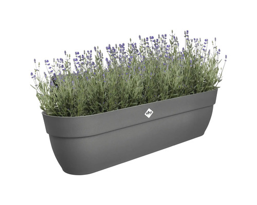 Grauer Pflanzkasten mit Lavendel und Elho Logo.