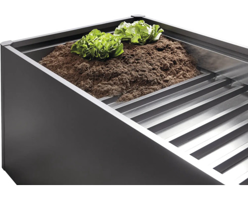 Hochbeet mit Erde und Salatpflanzen.
