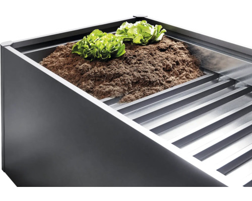 Jardinière surélevée avec terre et plants de salade
