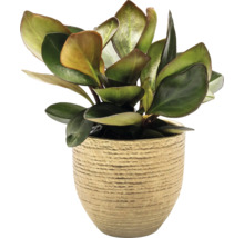 Zimmerpflanze Peperomia in einem Topf