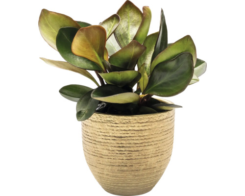 Zimmerpflanze Peperomia in einem Topf