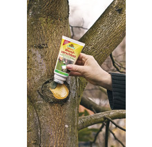 Application d'un produit de protection des plaies des arbres sur une blessure d'arbre avec un pinceau provenant d'un tube du fabricant Neudorff