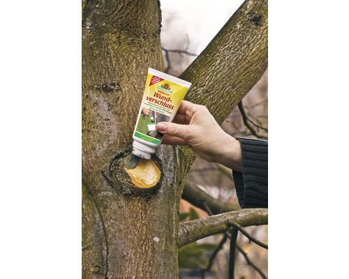 Application d'un produit de protection des plaies des arbres sur une blessure d'arbre avec un pinceau provenant d'un tube du fabricant Neudorff