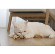 Un chat blanc est allongé sur le sol avec un jouet pour chat.