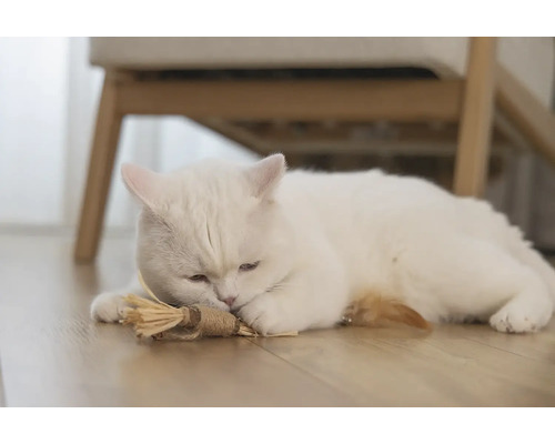Un chat blanc est allongé sur le sol avec un jouet pour chat.