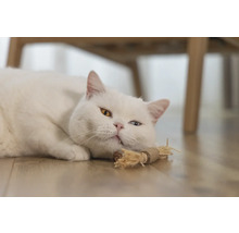 Chat blanc aux yeux hétérochromes allongé sur le sol avec un jouet pour chat
