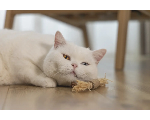 Chat blanc aux yeux hétérochromes allongé sur le sol avec un jouet pour chat