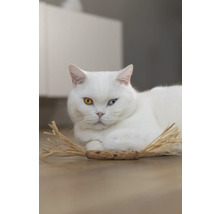 Chat blanc aux yeux vairons allongé sur le sol