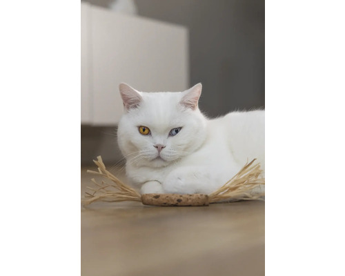 Chat blanc aux yeux vairons allongé sur le sol