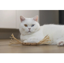 Chat blanc aux yeux de différentes couleurs avec jouet pour chat