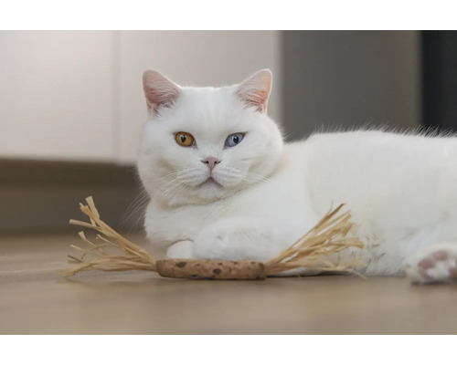 Chat blanc aux yeux de différentes couleurs avec jouet pour chat