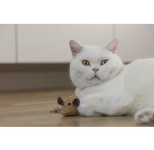 Chat blanc avec un jouet sur le sol